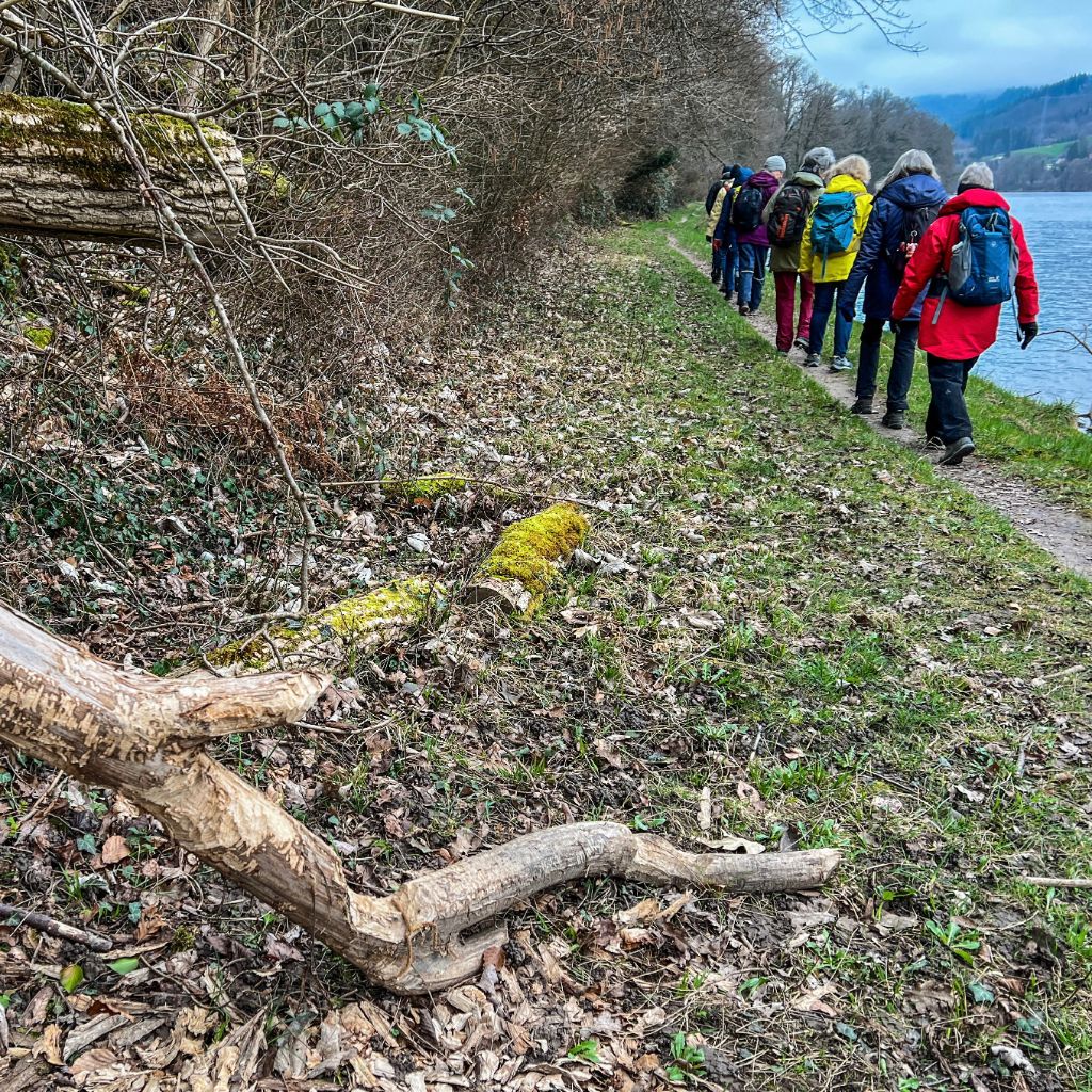Die Wandergruppe findet am Rheinufer auf Biberspuren.
